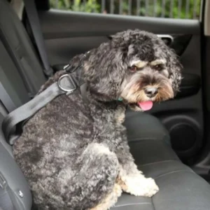 Pet one seatbelt attachment